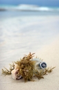 beach bottle photoshop contest